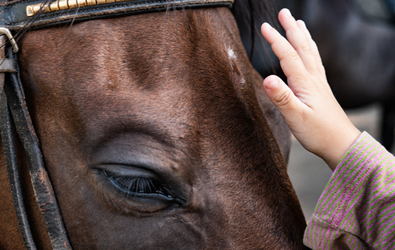 paarden en kinderen