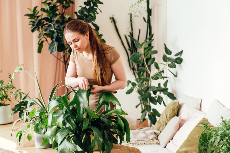 planten tegen droge lucht