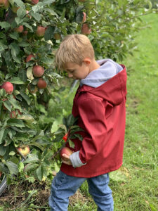 appels plukken