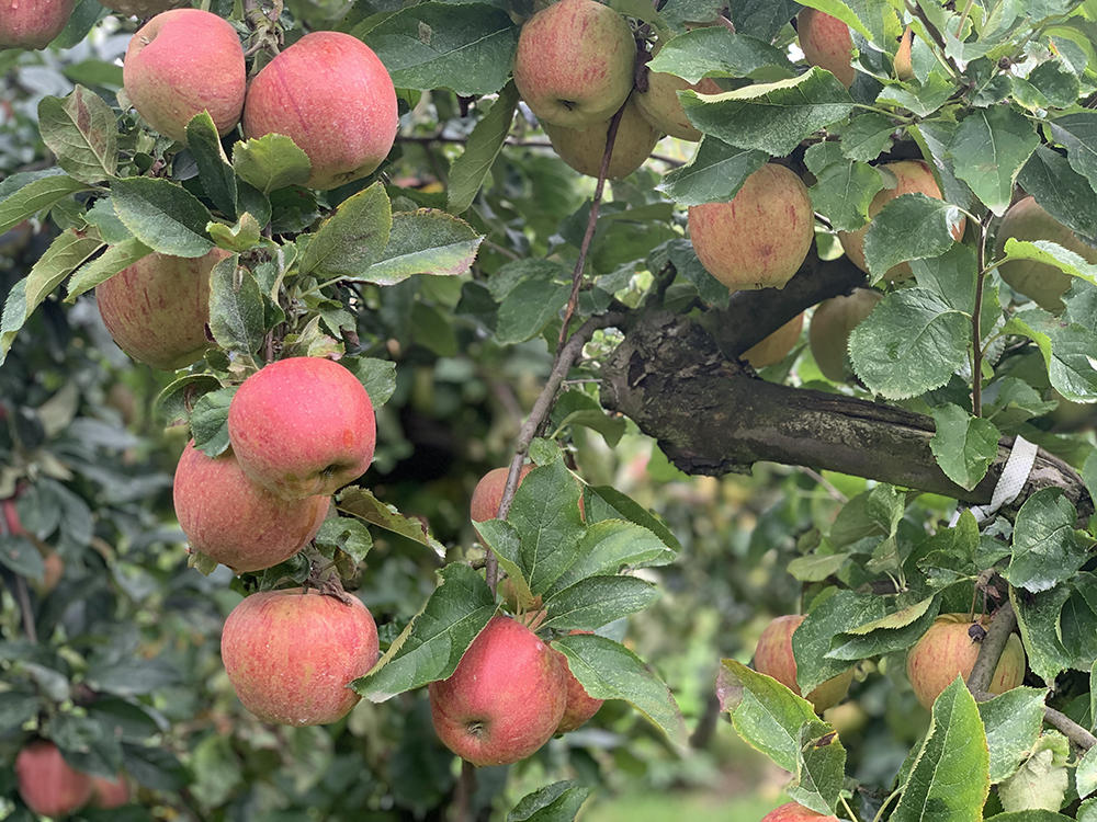 september oktober appels plukken